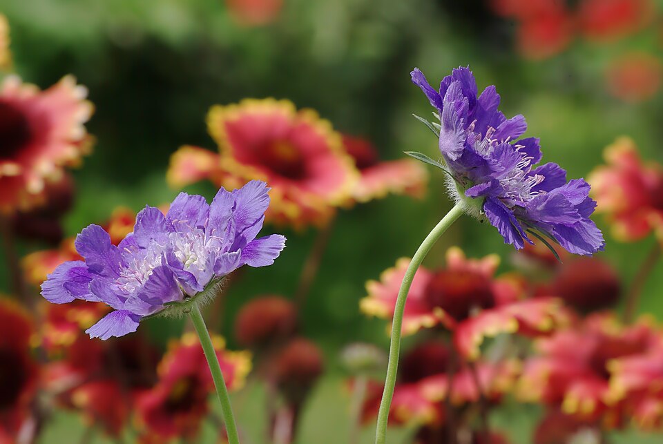 Scabiosa 'Pink Mist' (Pink Mist Scabious) (alternate view 2)