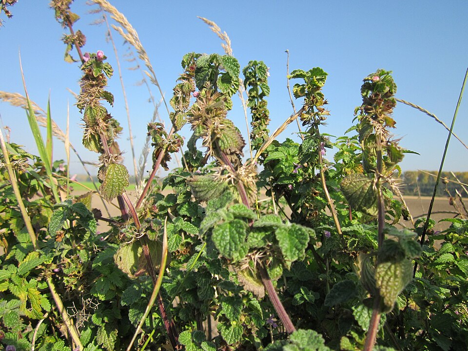 Ballota nigra (Black Horehound) (alternate view 6)