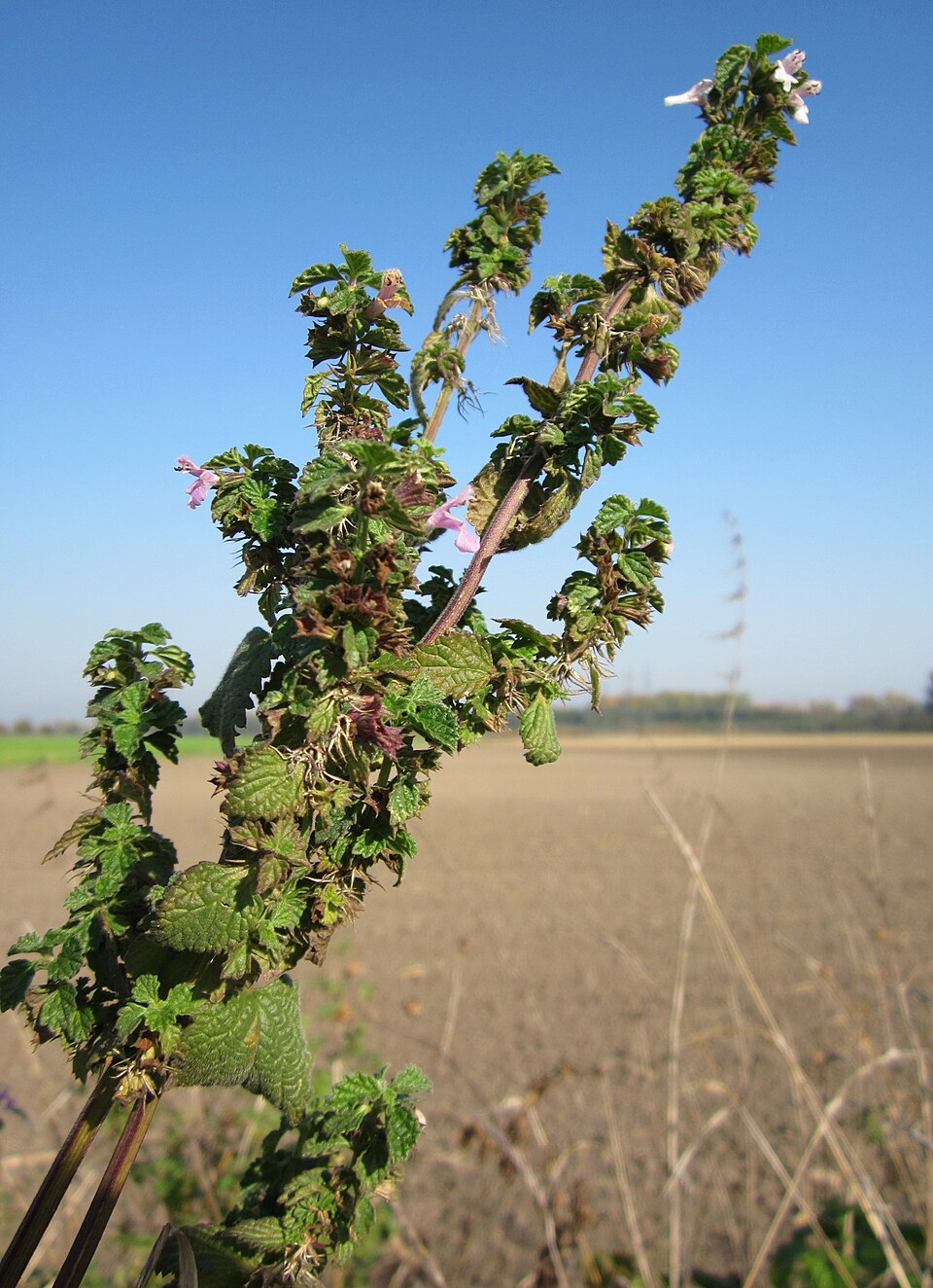 Ballota nigra (Black Horehound) (alternate view 7)
