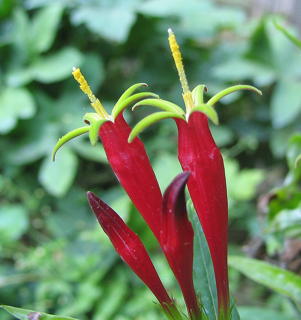 Spigelia marilandica (Indian Pink) (alternate view 6)