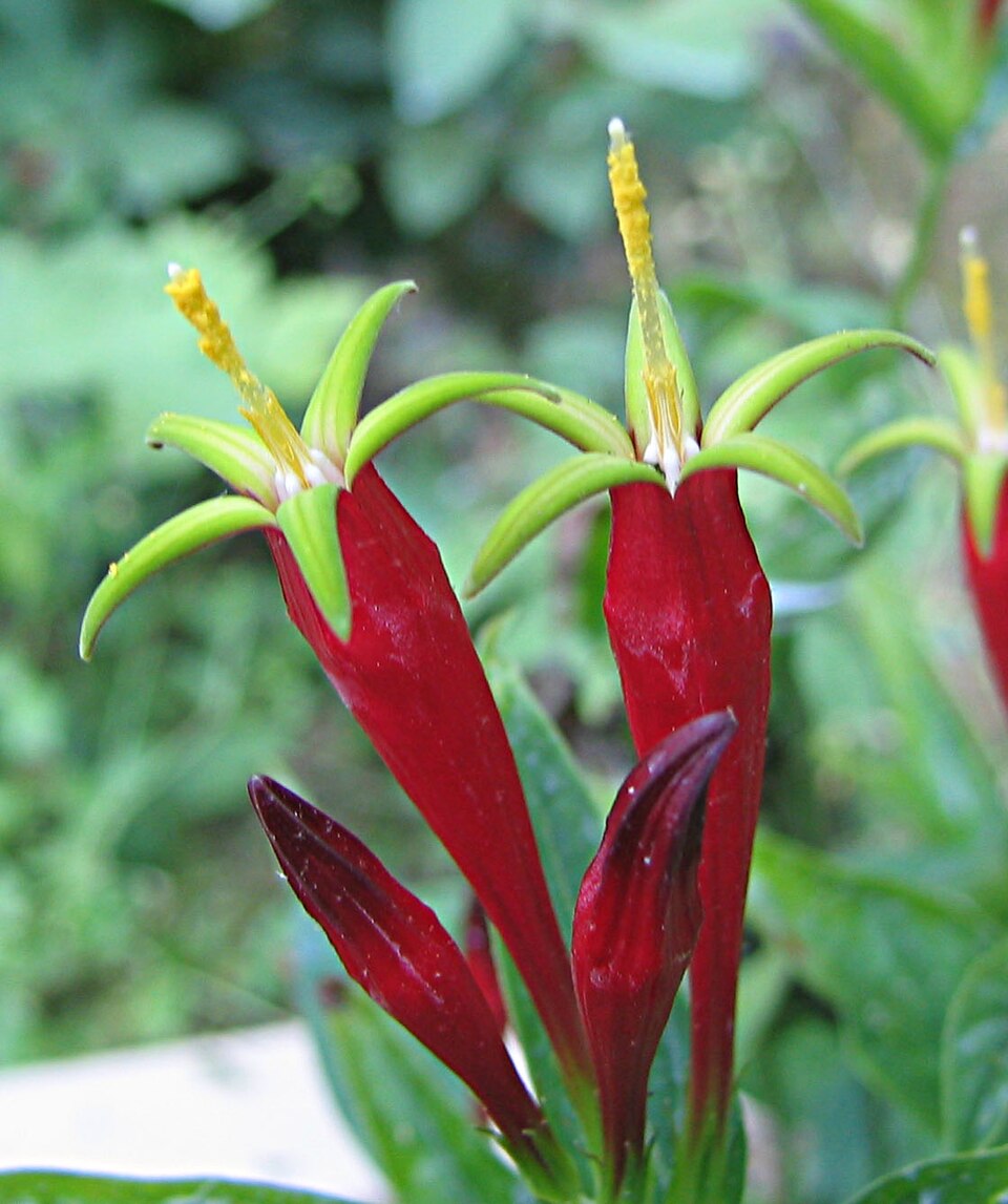 Spigelia marilandica (Indian Pink) (alternate view 7)