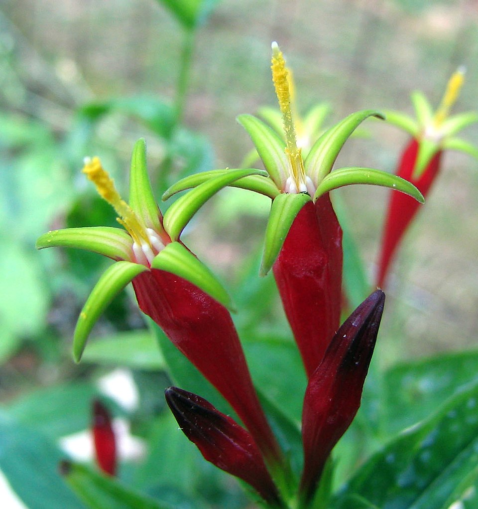 Spigelia marilandica (Indian Pink) (alternate view 8)