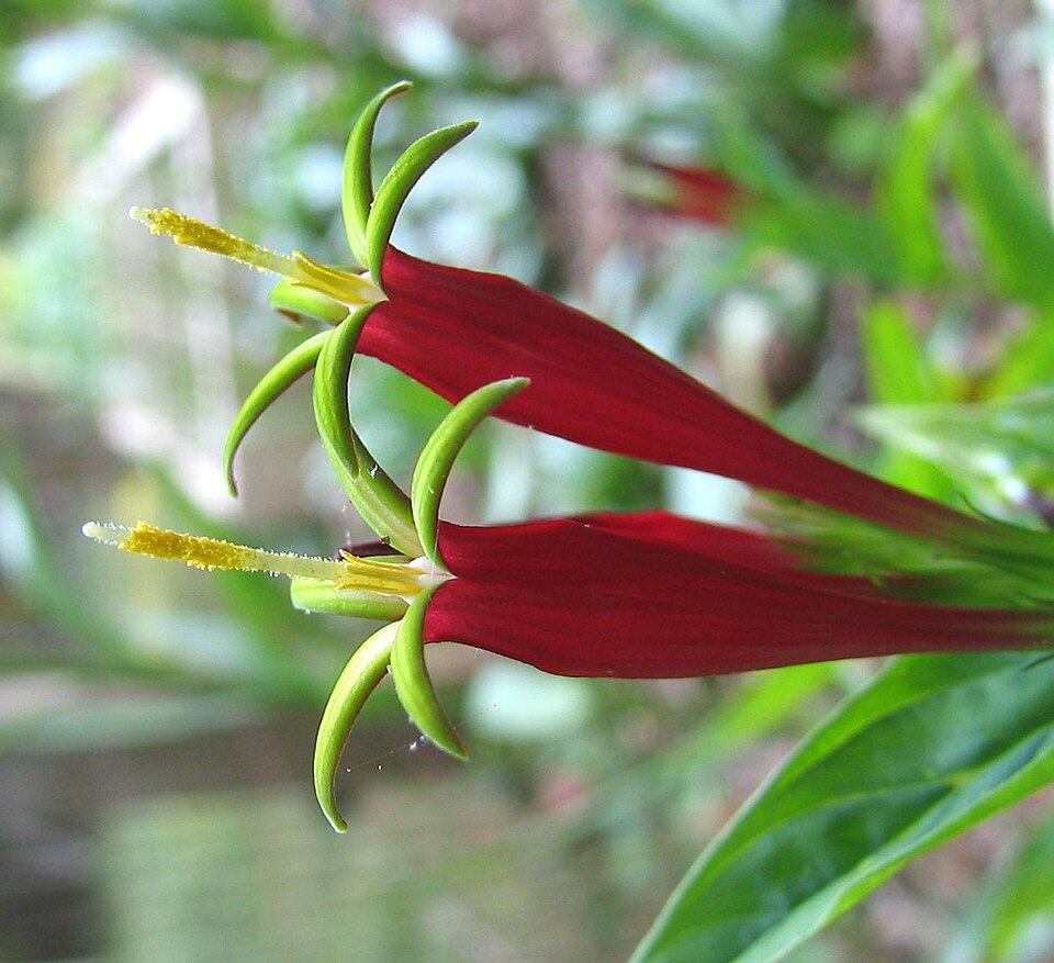 Spigelia marilandica (Indian Pink) (alternate view 9)