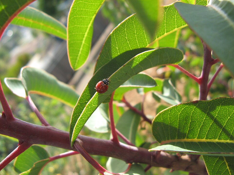 Malosma laurina (laurel sumac)