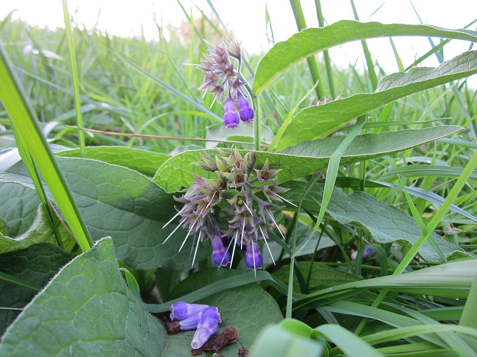 Symphytum officinale (common comfrey)