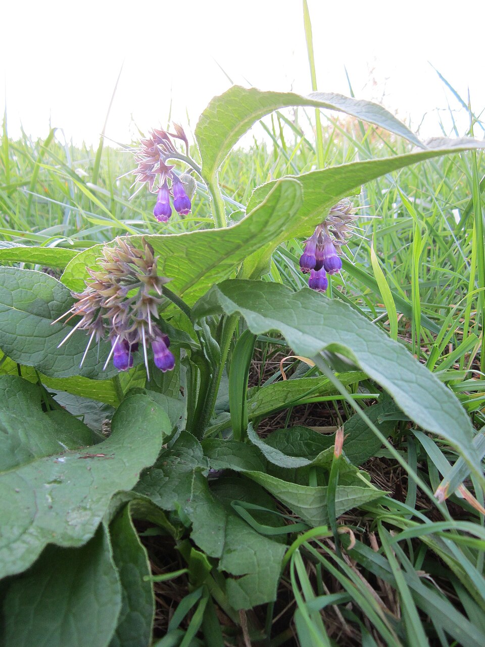 Symphytum officinale (common comfrey)