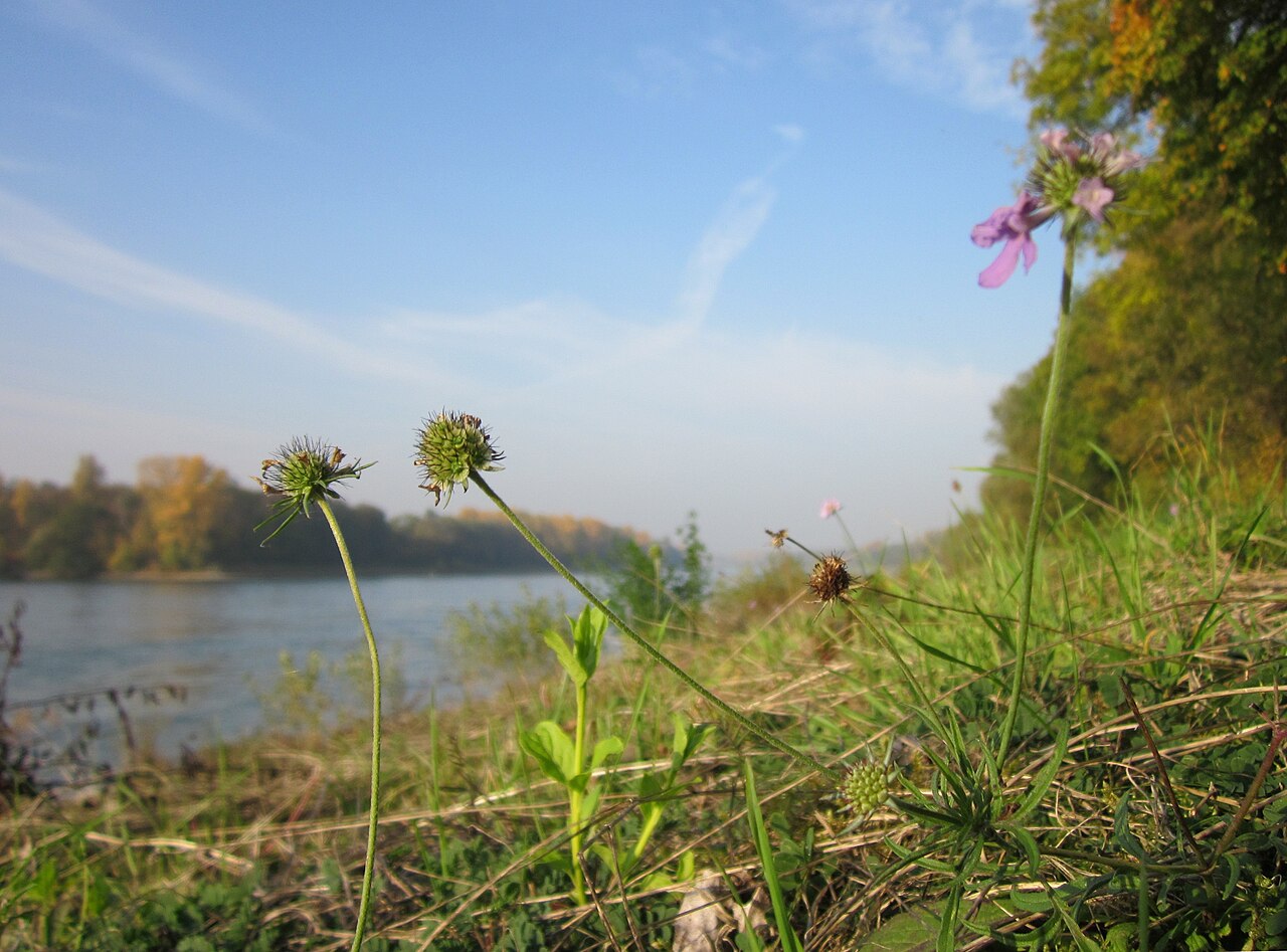 Scabiosa columbaria, Small scabious — clumping semi-evergreen (Caprifoliaceae) (image 3 of 10)