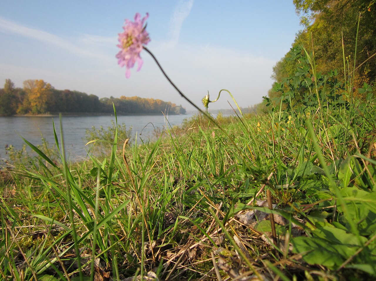 Scabiosa columbaria, Small scabious — clumping semi-evergreen (Caprifoliaceae) (image 5 of 10)