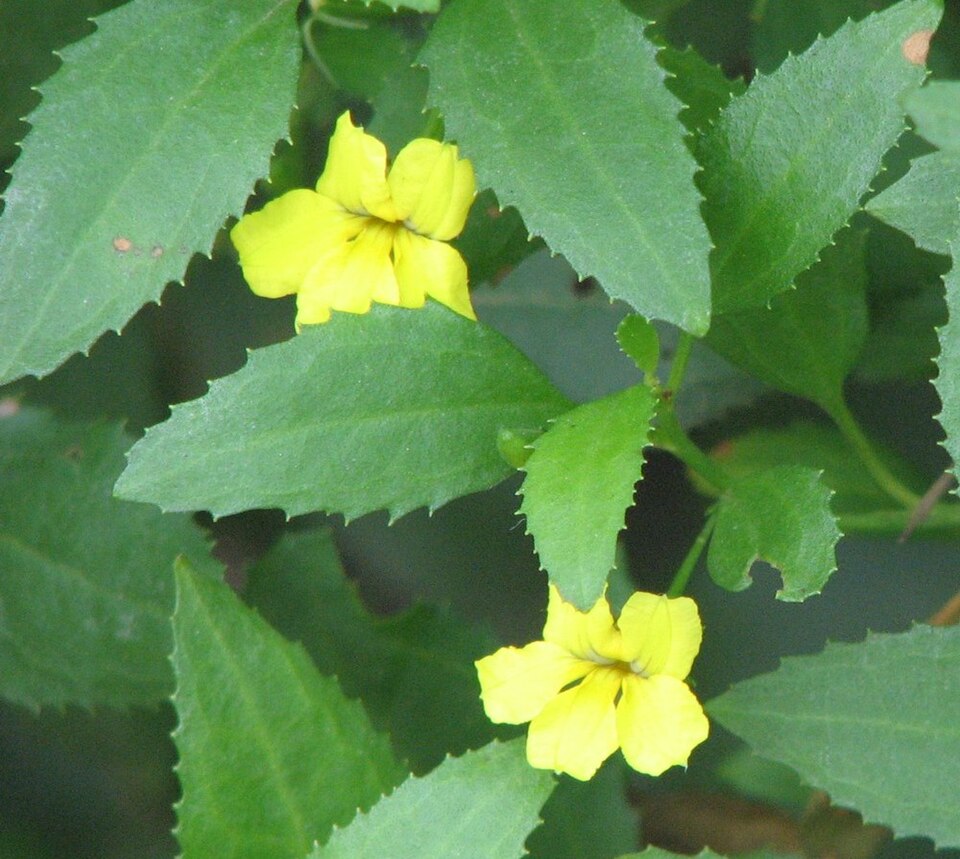 Goodenia ovata (hop goodenia)