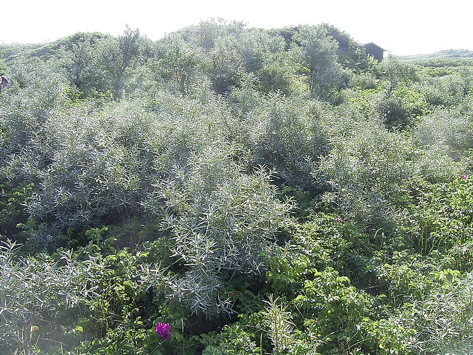 Hippophae rhamnoides (Sea-buckthorn)