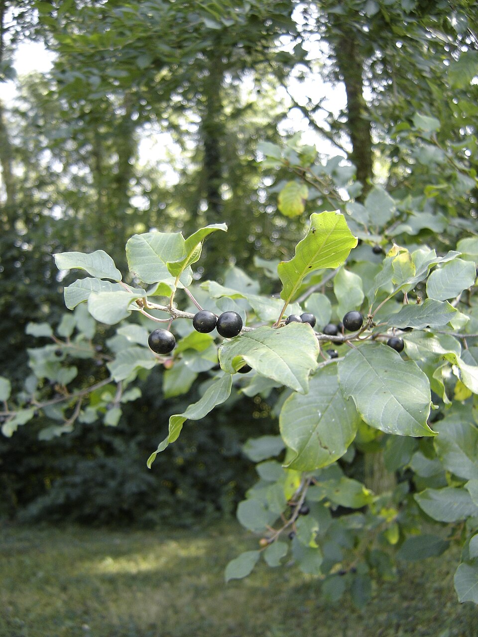 Frangula alnus (alder buckthorn)