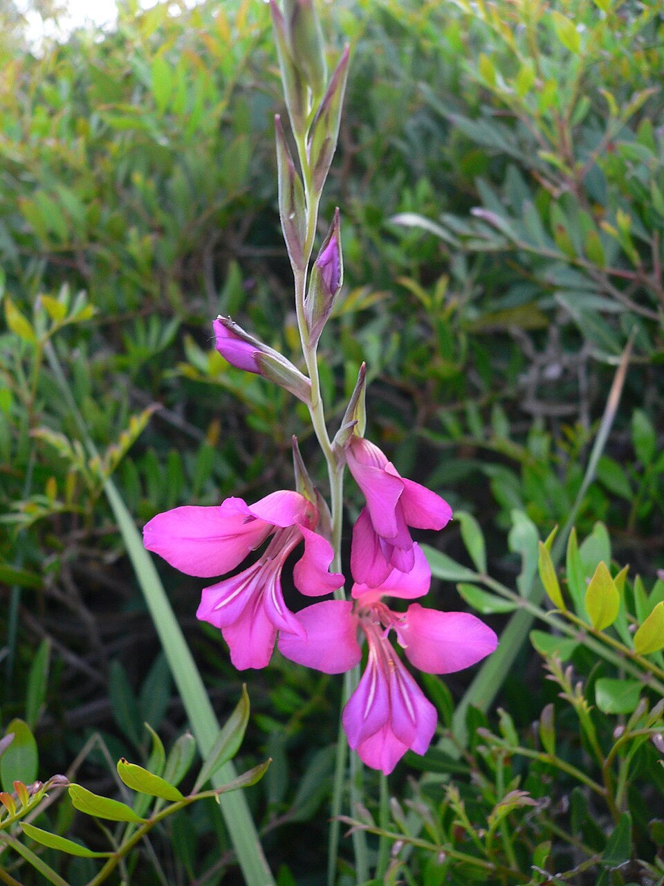 Gladiolus communis (Gladiolus) (alternate view 6)