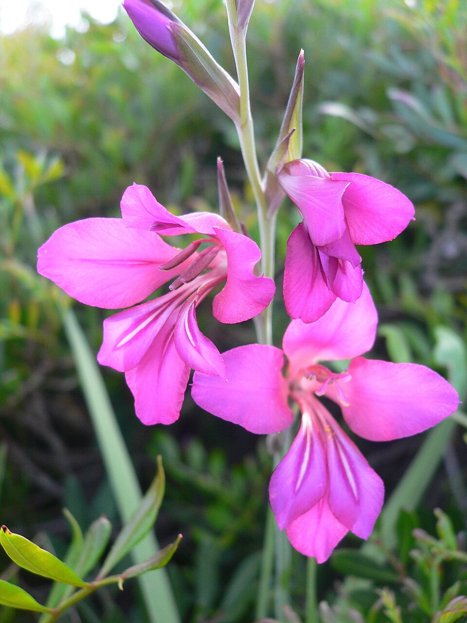 Gladiolus communis (Gladiolus) (alternate view 7)