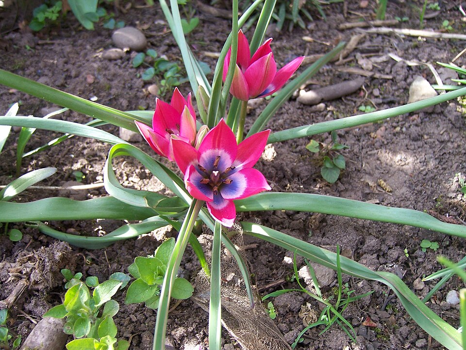 Tulipa 'Little Beauty' (alternate view 5)