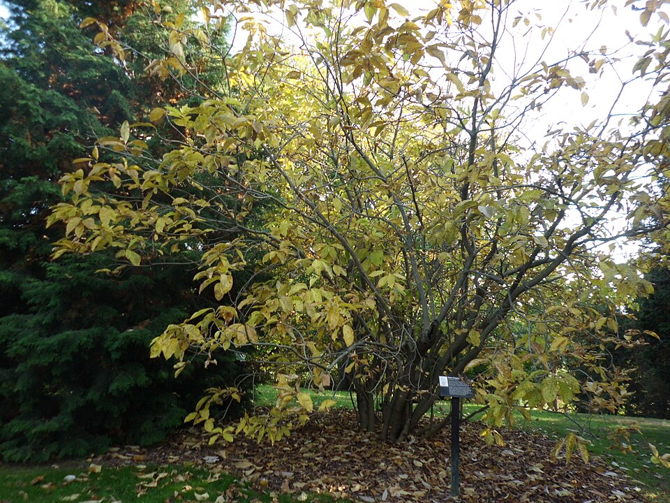 Chionanthus virginicus (White Fringetree) (alternate view 8)