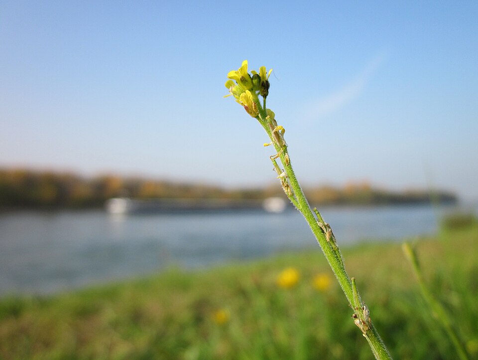 Sisymbrium officinale (Hedge mustard)