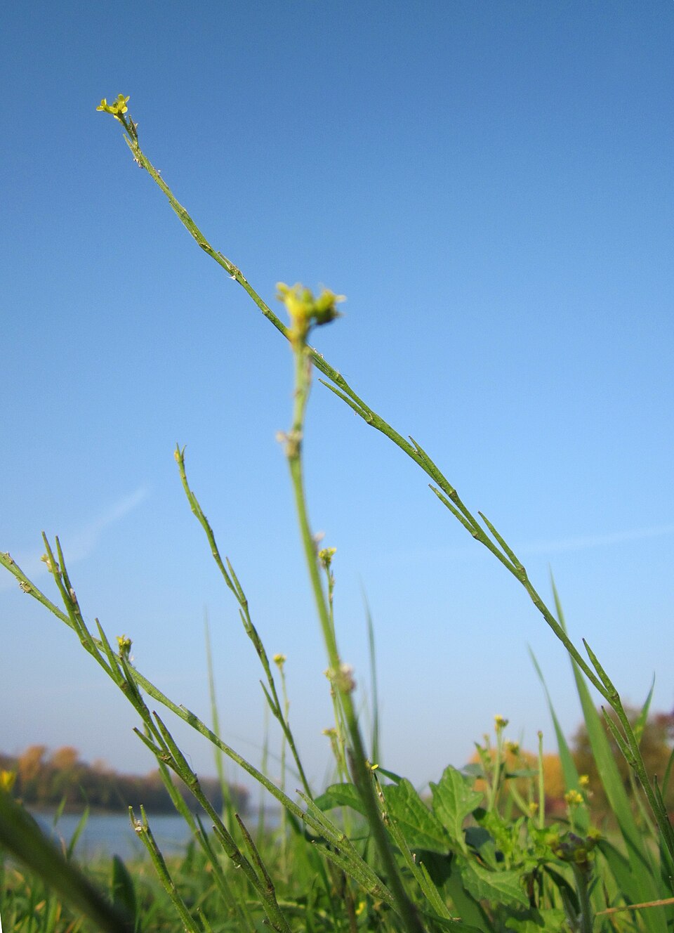 Sisymbrium officinale (Hedge mustard)