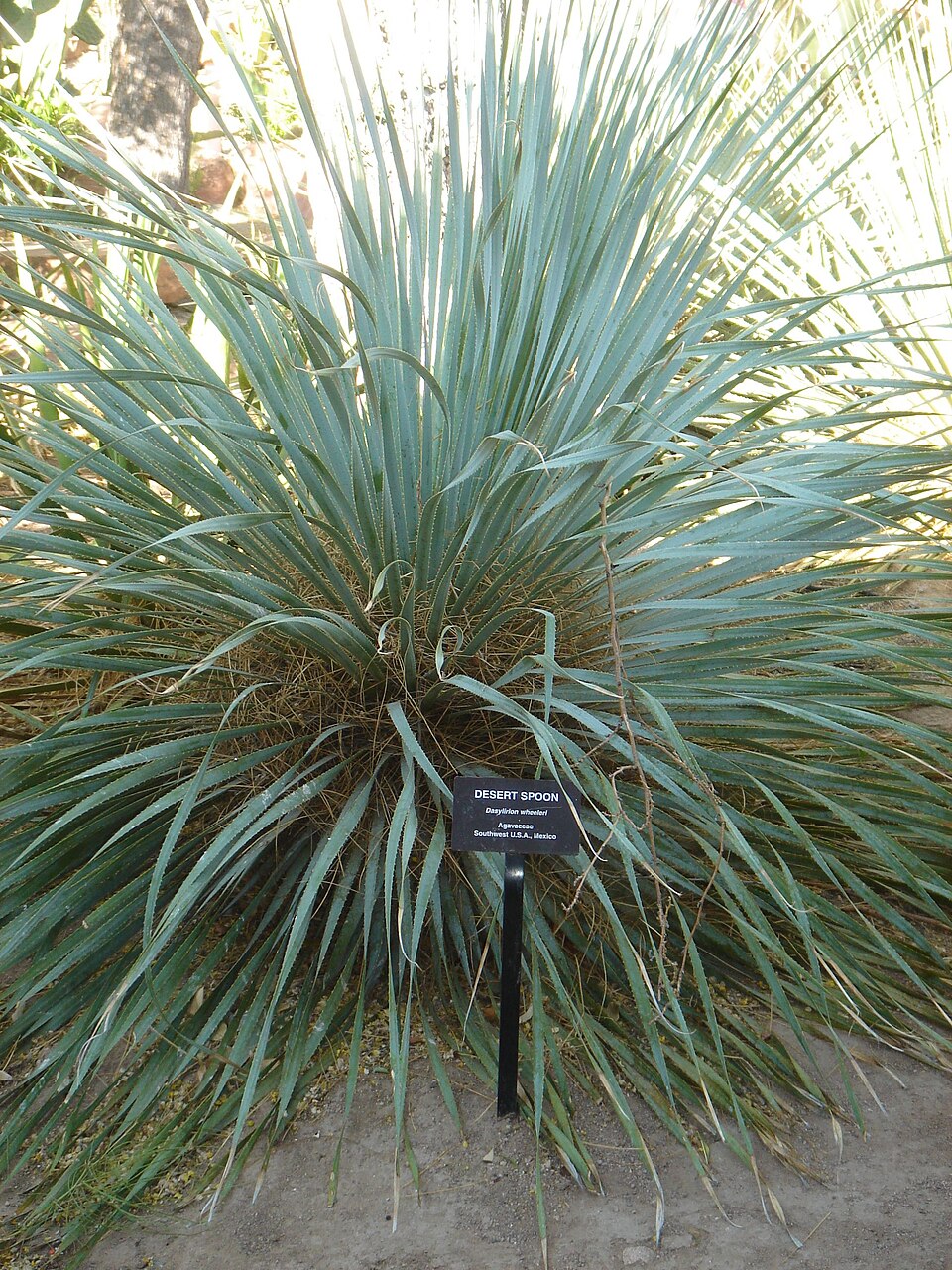 Dasylirion wheeleri (Wheeler sotol) (alternate view 3)