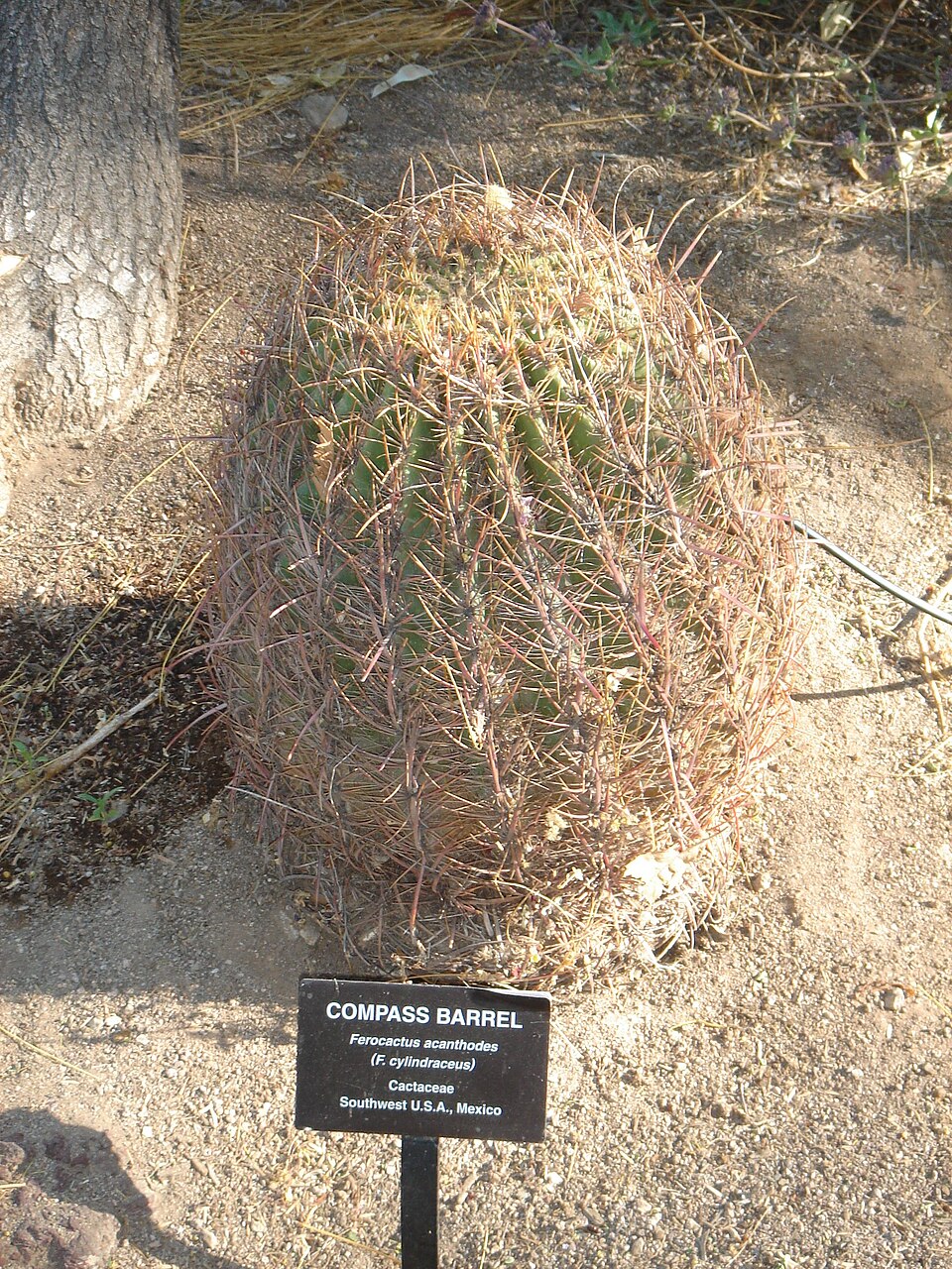 Ferocactus cylindraceus (California Barrel Cactus)
