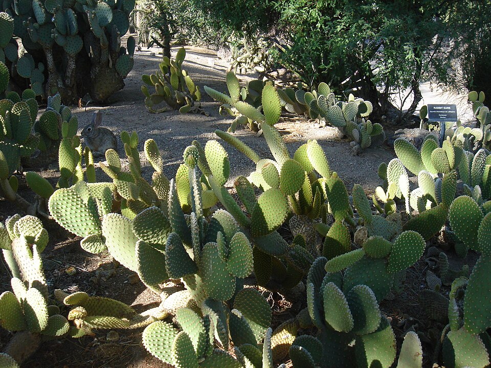 Opuntia microdasys (Bunny Ears Cactus) (alternate view 8)
