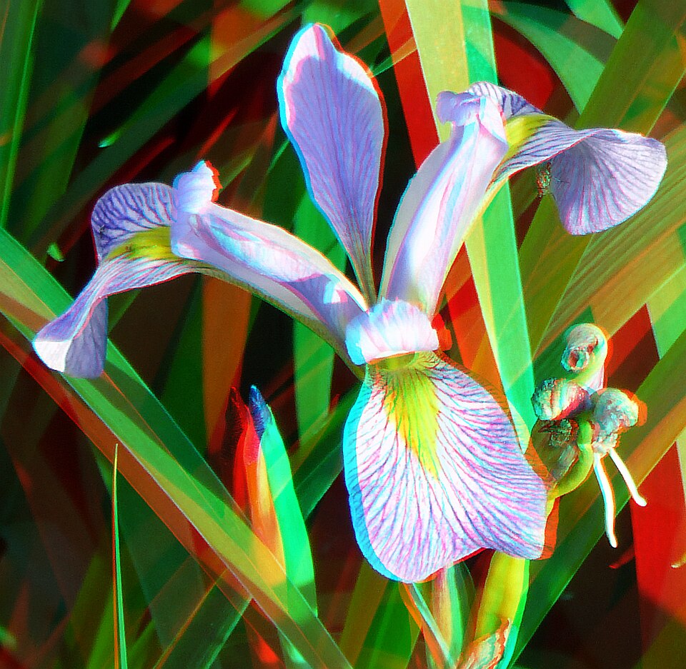 Iris virginica (Virginia Iris) (alternate view 7)