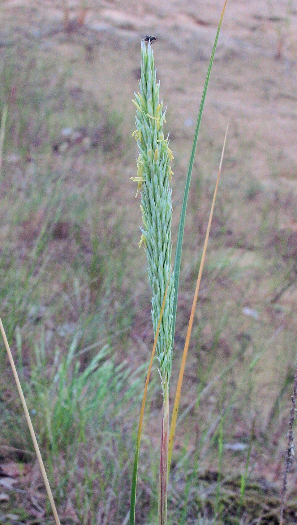 Calamagrostis arenaria (European marram grass)