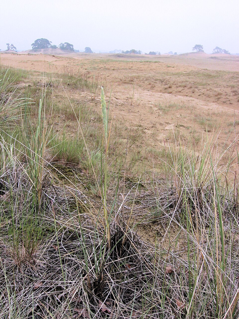 Calamagrostis arenaria (European marram grass)