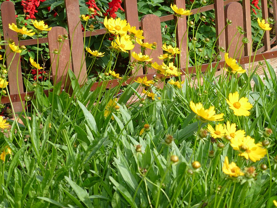 Coreopsis lanceolata (Lance-Leaved Coreopsis)