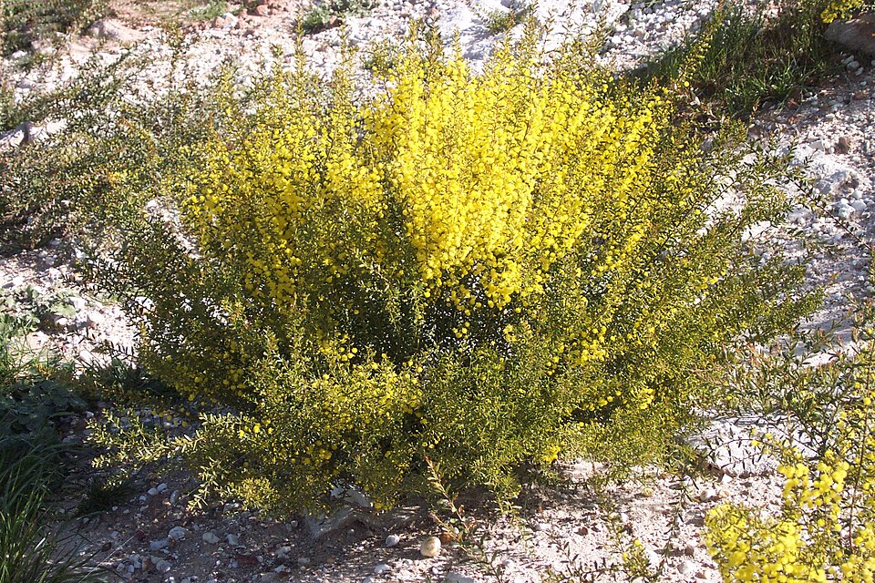 Acacia acinacea (Round-leaf Wattle) (alternate view 3)
