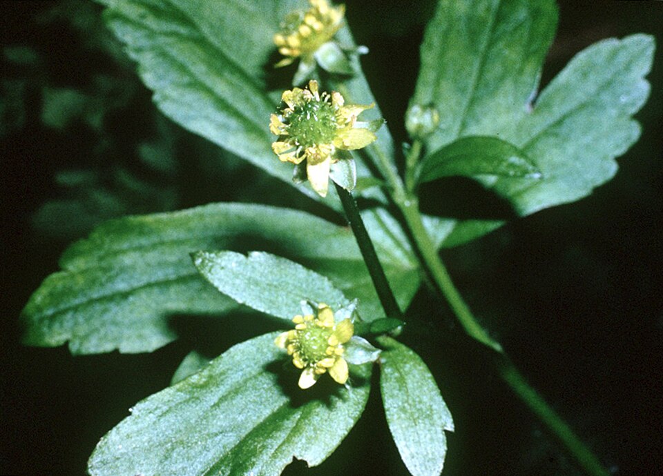 Ranunculus recurvatus (Hooked buttercup)
