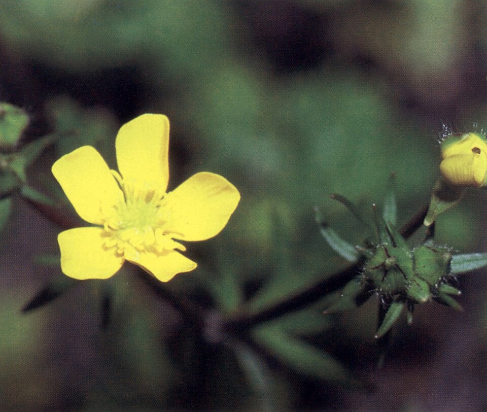 Ranunculus recurvatus (Hooked buttercup) (alternate view 2)