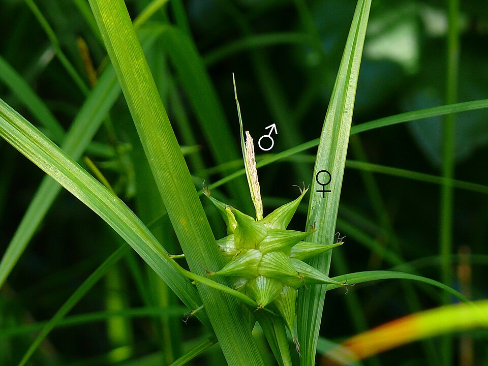 Carex grayi (Gray's Sedge) (alternate view 10)