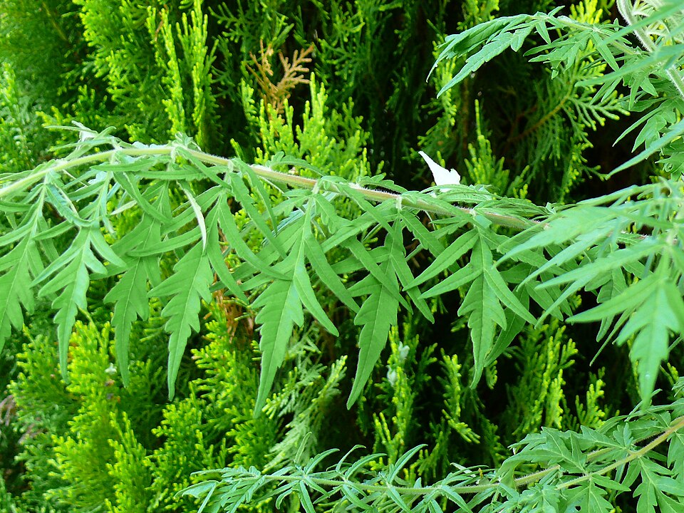 Rhus typhina 'Dissecta' (cutleaf staghorn sumac)