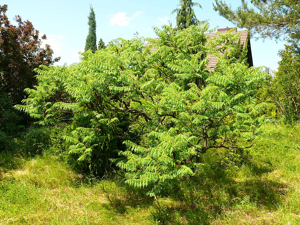 Rhus typhina 'Dissecta' (cutleaf staghorn sumac) (alternate view 2)