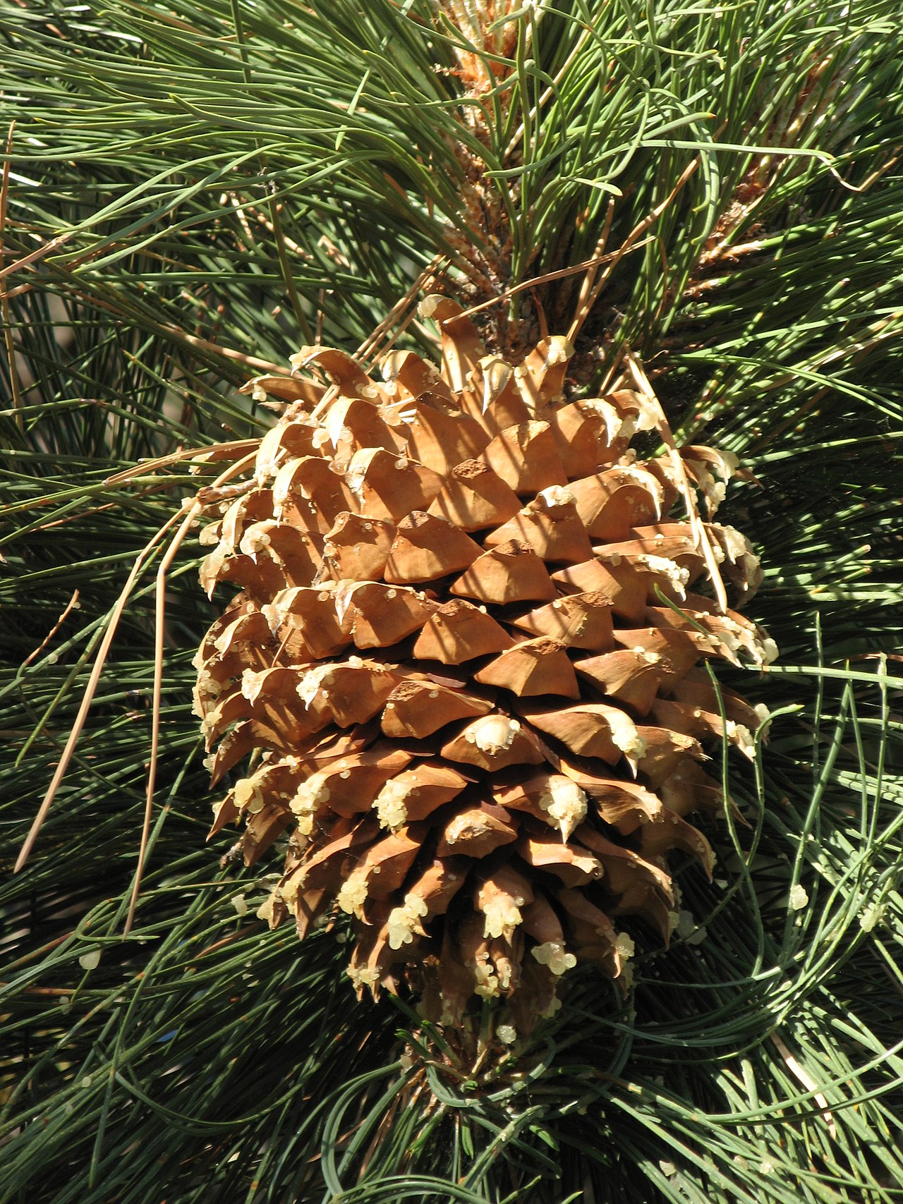 Pinus coulteri (Coulter Pine)