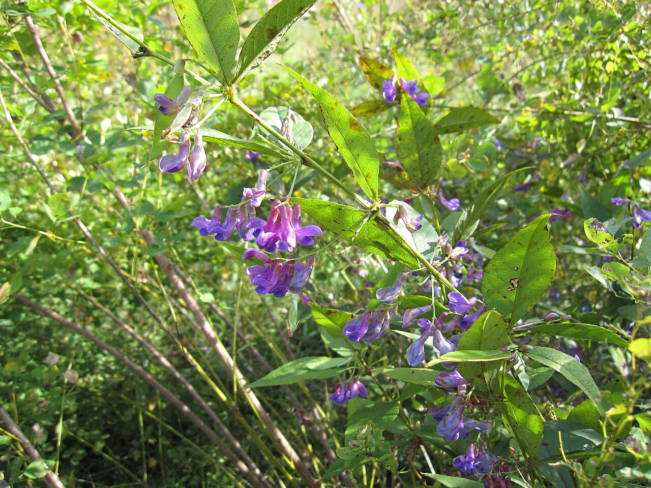 Lespedeza bicolor, Shrubby bush clover — spreading deciduous (Fabaceae) (image 4 of 10)