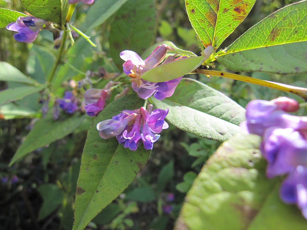 Lespedeza bicolor, Shrubby bush clover — spreading deciduous (Fabaceae) (image 5 of 10)