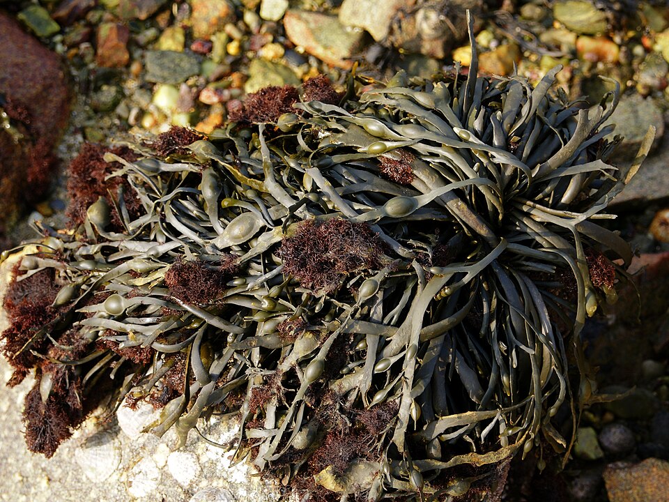 Vertebrata lanosa (Wrack Siphon Weed)