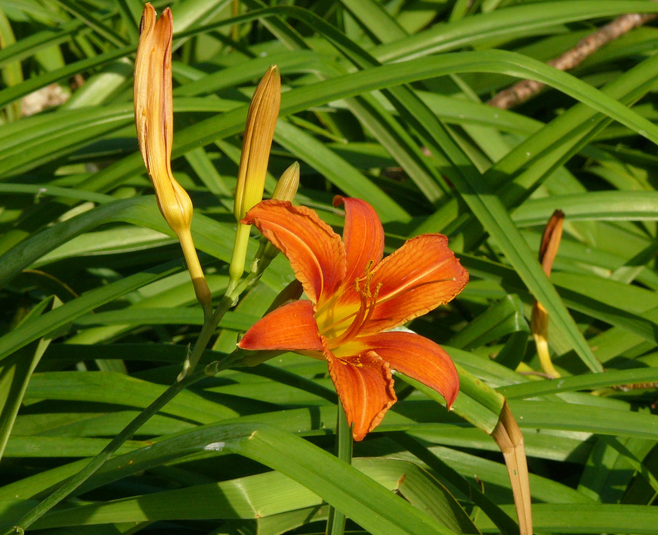 Hemerocallis fulva, Orange daylily — clumping deciduous (Asphodelaceae) (image 1 of 10)