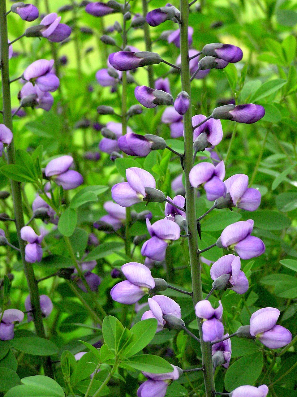 Baptisia 'Purple Smoke' (Purple Smoke Baptisia)