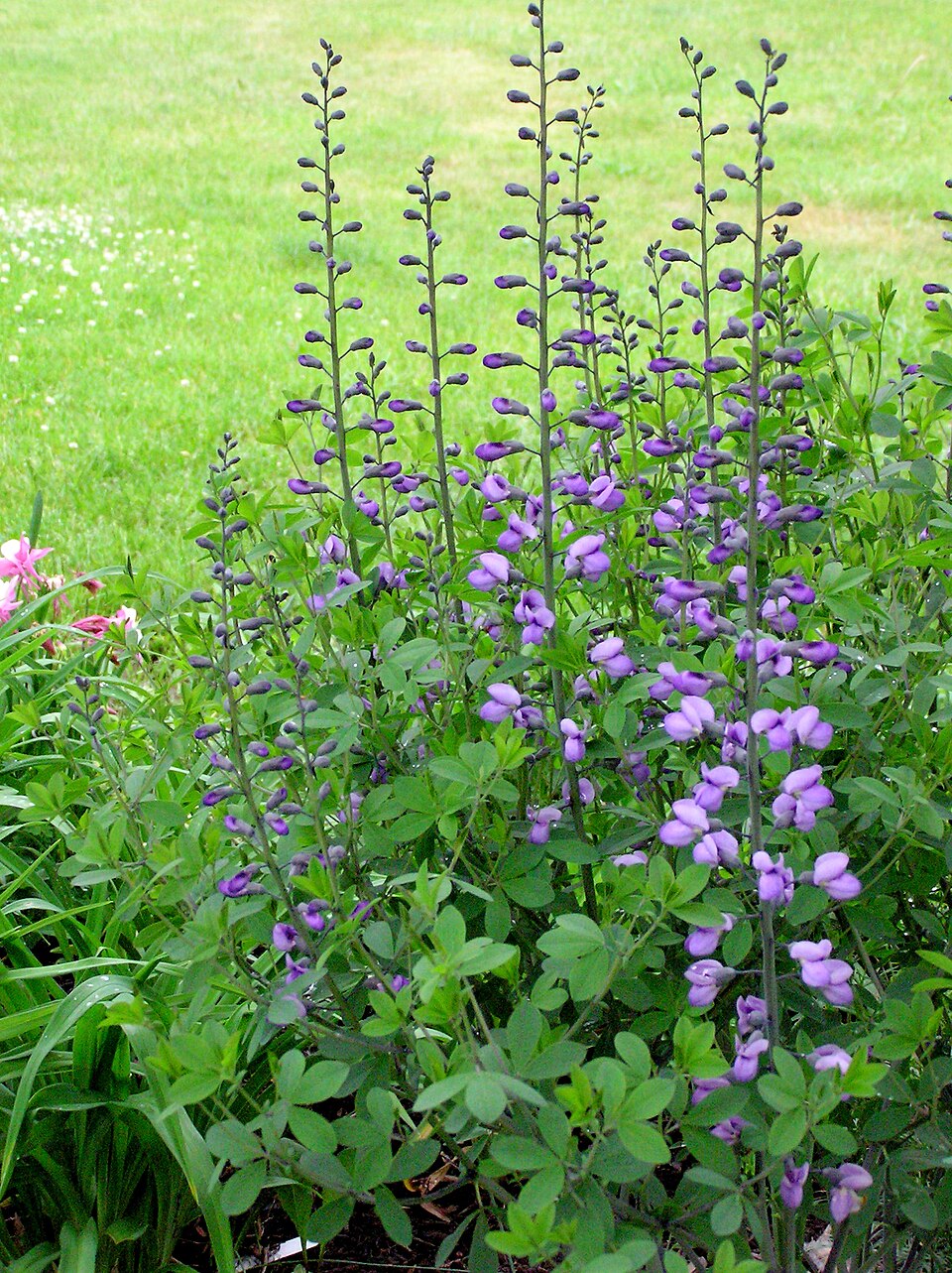 Baptisia 'Purple Smoke' (Purple Smoke Baptisia) (alternate view 2)