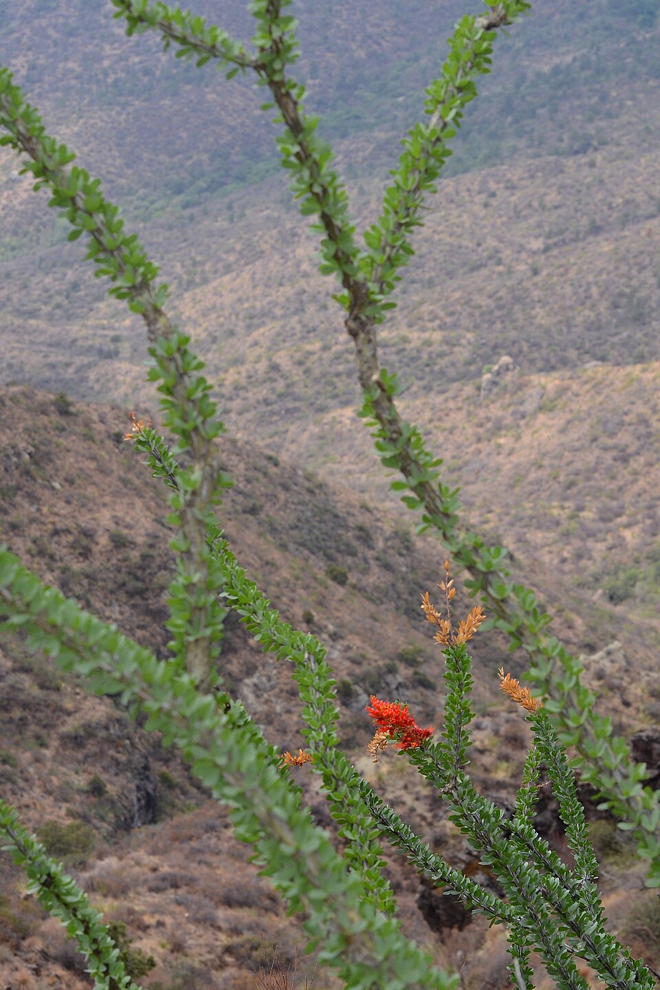 Fouquieria splendens (ocotillo)