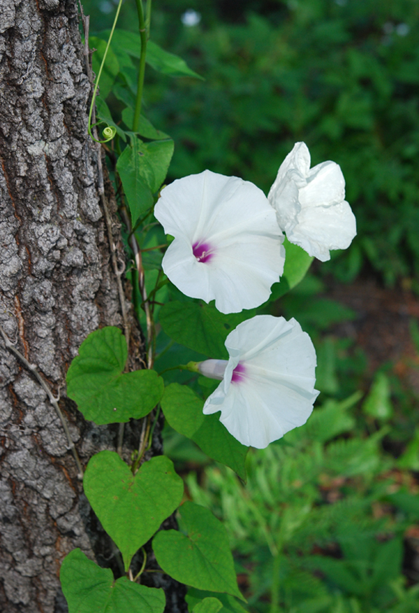 Ipomoea pandurata (wild potato vine) (alternate view 8)