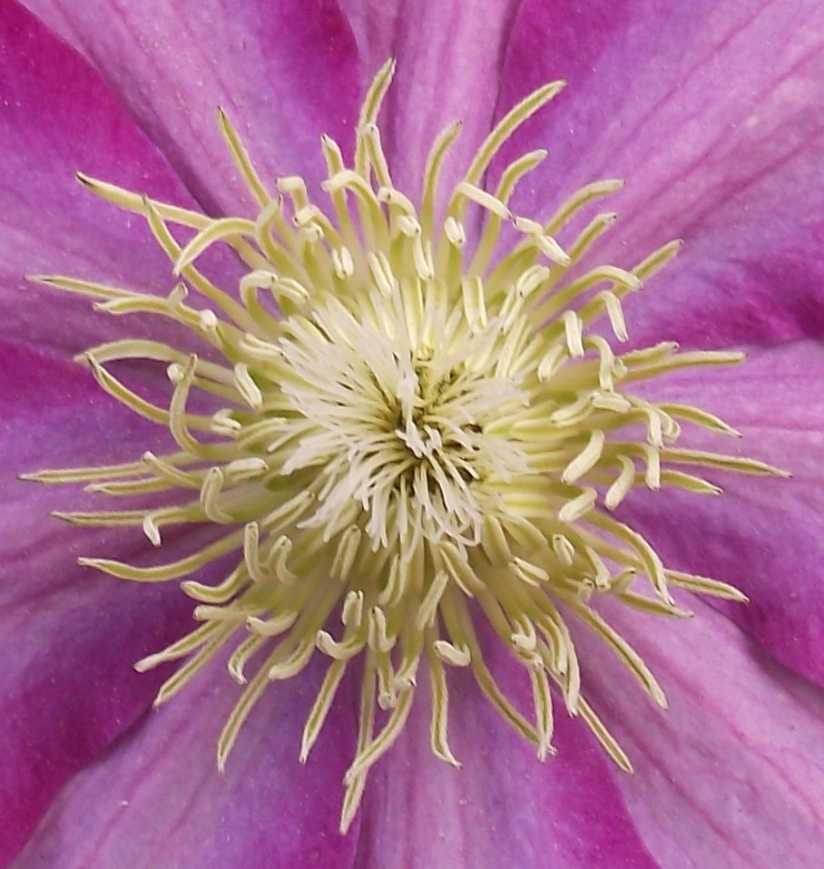 Clematis × 'Asao' (Asao Clematis) (alternate view 4)