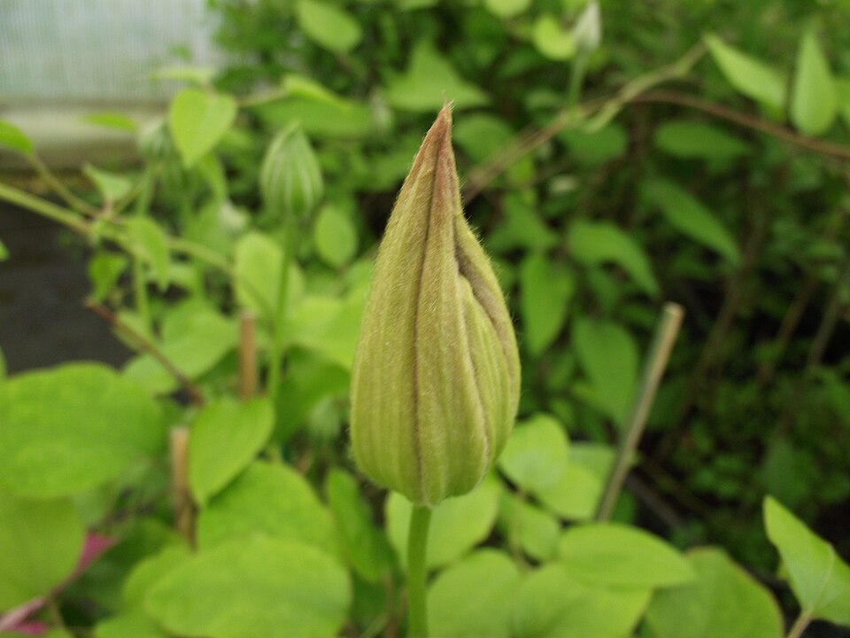 Clematis × 'Asao' (Asao Clematis) (alternate view 5)