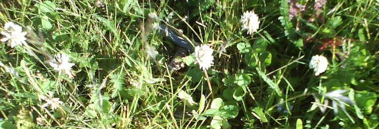 Trifolium repens (white clover)
