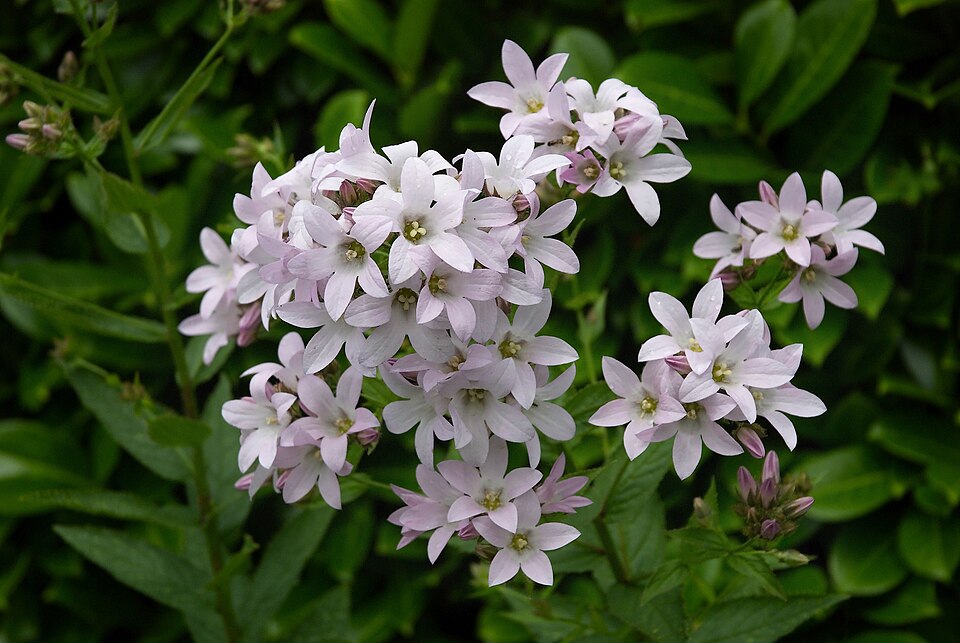 Campanula lactiflora (Milky Bellflower)