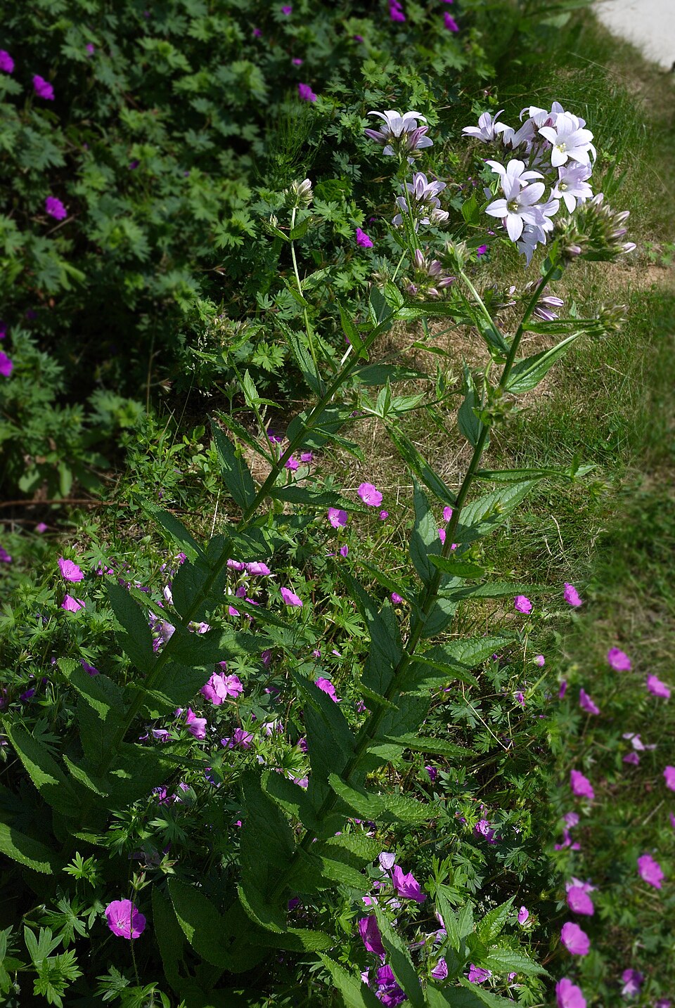 Campanula lactiflora (Milky Bellflower)