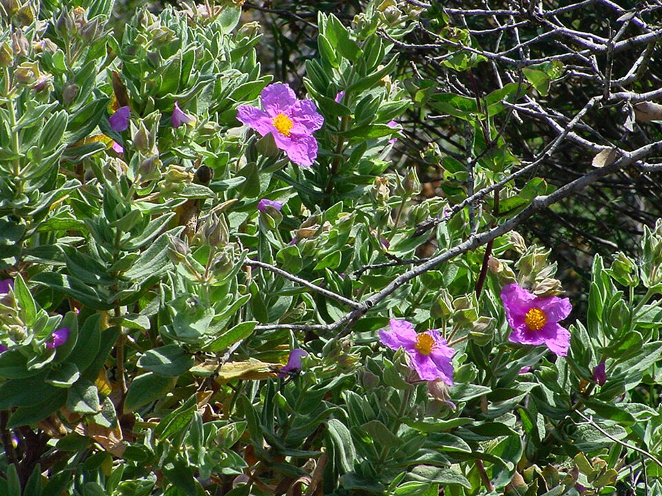 Cistus albidus (white-leaved cistus) (alternate view 9)