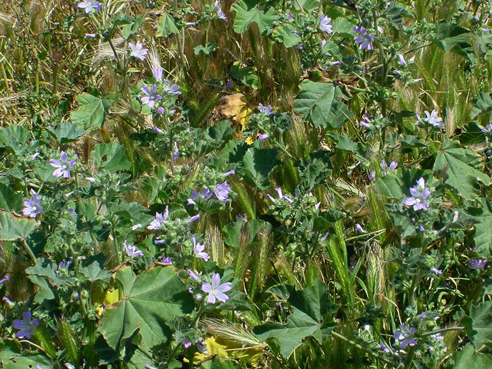 Malva multiflora (Cretan mallow)